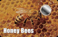 2026 Liberia Honey Bees 1/1000 oz Platinum Coin in Card