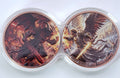 St. Michael vs Satan 2 - 1 AVDP oz Copper Infinity Set